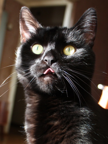 Кот показывает язык крышечкой