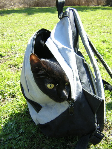 Кот выглядывает из рюкзака