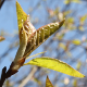 Spring leaves