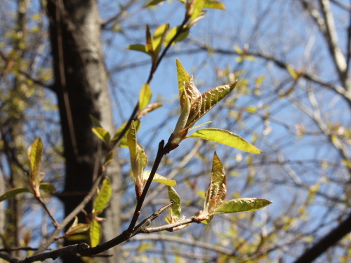 Spring leaves