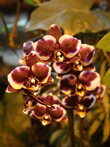 Ботанический сад МГУ, зимний фестиваль орхидей в Москве: фото орхидеи