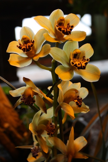 Ботанический сад МГУ, зимний фестиваль орхидей в Москве: фото орхидеи