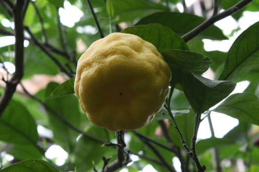 Ботанический сад МГУ: плод бергамота