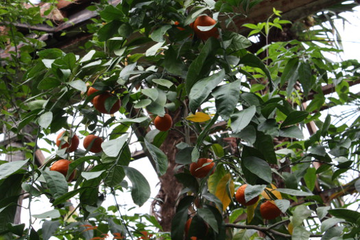 Ботанический сад МГУ: мандариновое дерево