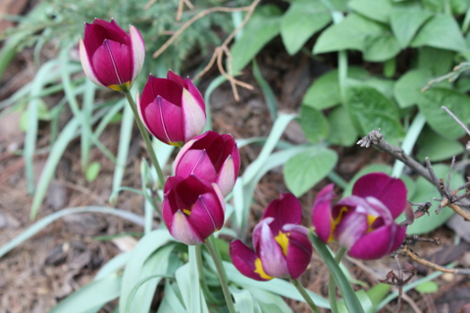 Ботанический сад МГУ: тюльпаны